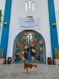Amnesia Residence in Naama Bay - Downtown - 8