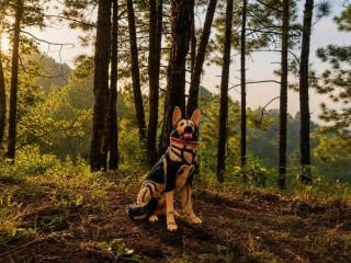 Minara Meadows Kasauli - 5
