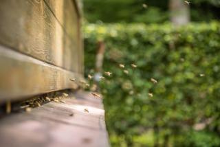 Bienenwagen der Naturheilpraxis Melchger - 3