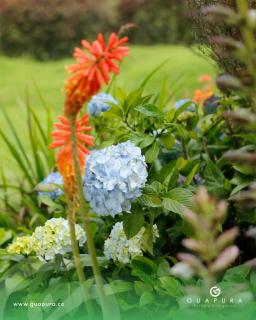 Guapura - 2