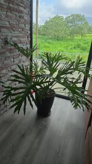 Arenal View Houses-Black House - 6