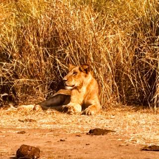 Odegaard Safari Lodge - 3