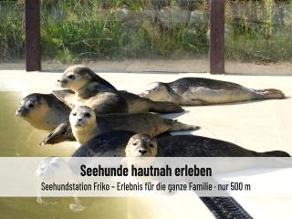 Nordsee-Auszeit - Fewo Hafenruh Friedrichskoog - Haustierfrei - 500 m zur Seehundstation - Ideal für Familien & Paare - Friedrichskoog - 4