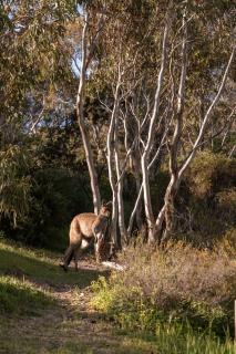 Kauwi Retreat, Aldinga Beach. A private sanctuary 500m to beach and kangaroos - 5