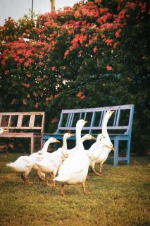 Pushkar Fort - Luxury Heritage Resort - 6
