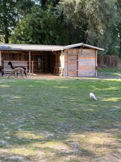 Yourte au milieu des alpagas un reve accessible - 2