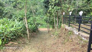 Jungle's Edge - 6