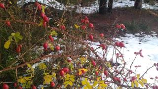 Arrayanes - 4