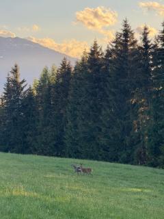 Bohringerhof- Gemütliches Privatzimmer im Zillertal - 3
