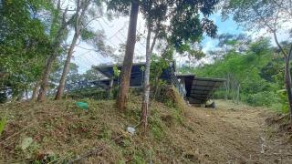 Jungle's Edge - 4