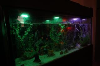 Welcome to your Oasis - 1