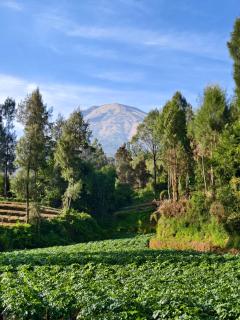 Miarzafa Cabin House DIENG - 5