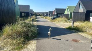947-Hvide-Sande-Langsand-228 - 2