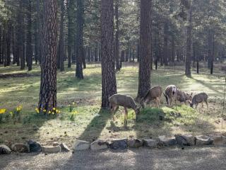 Forest Escape - 2