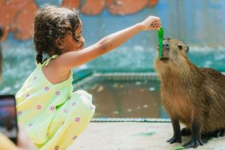 Casa de Capybara - 8