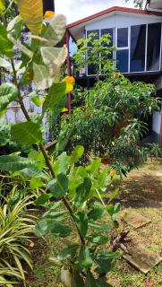 Derick's villa - 2