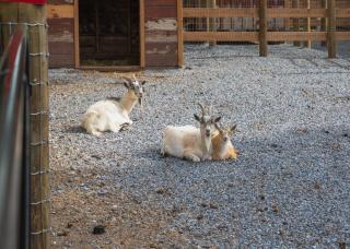 Stay on a Farm · Buggy Rides, Goats & Chickens - 9