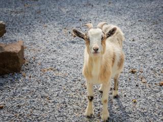 Stay on a Farm · Buggy Rides, Goats & Chickens - 8