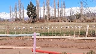 Posada Piuquén Suites De Montaña - 5