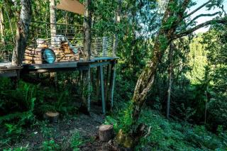 Forest Coziness - 3