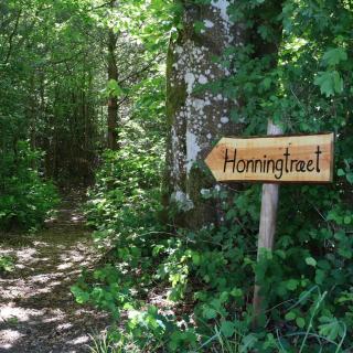 Honningtræet På Schellerup Gård - 9