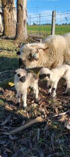 Bluegum Lodge Farmstay, Oamaru - 5