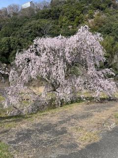 Sakura Hills Kamiita Temple 6 Shikoku 88 Near Anrakuji Temple - 4