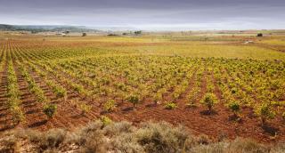 Alojamiento Turístico La Tinaja - Requena - 5