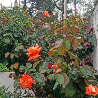 Coffee cool Homestay - 4