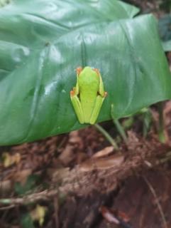 SENDERO red Eyed tree frogs tours - 2