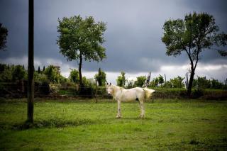 Fattoria Casabianca - Bucine - 2