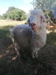 Le mohair et les ânes de vidalet - 2
