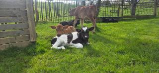 Titiwai Homestead 4 Bedroom Farm Stay - 3