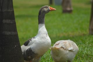 Forest Park Resort - Buloba - 5