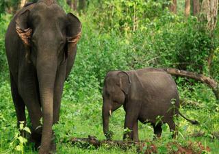 Kuruva Castle Cottages - A Jungle Island Retreat - 1