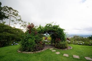Bromelia - 0