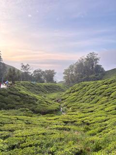 The Sweet & Cosy Forest View Studio Cameron Highlands - 2