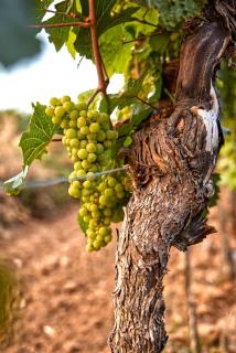 Le Clos de Leuc Vineyard Retreat - 8