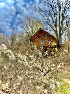 Colț Verde 1 - Log Cabin in the forest-Experience - 0