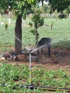 Home stay near puttaparthi - 3