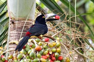 2BR Jungle Home with AC Near San Ignacio great base for exploring ruins and ATM - 6