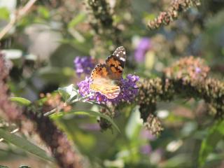 Natures Retreat - 3