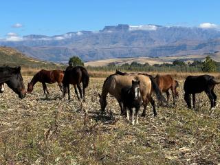 Cathvalley Farm - 4