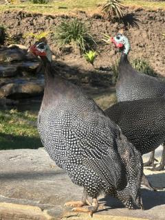 Cathvalley Farm - 2