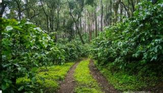 Coorg Silver Mountain Estate Stay - 6