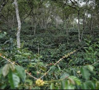 Coorg Silver Mountain Estate Stay - 5