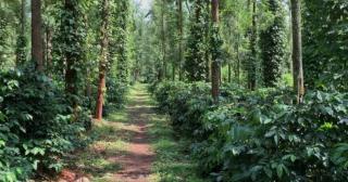 Coorg Silver Mountain Estate Stay - 3