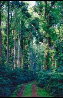 Coorg Silver Mountain Estate Stay - 2