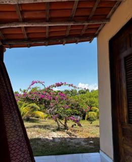 Flor da Mata- Ilha das Canárias - 8