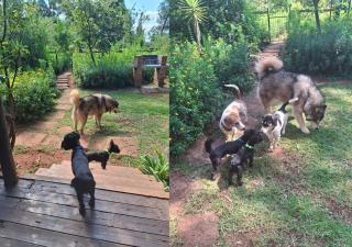 Woodland Gardens Self-Catering & Pet-Friendly Lodge - 6
